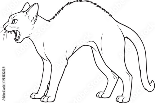 Havana Brown cat arching back hiss line art black and white feline defensive posture vector illustration