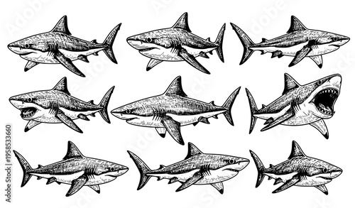 Hand Drawn Shark Vector Set Vintage Ink Sketch with Multiple Poses Marine Illustration