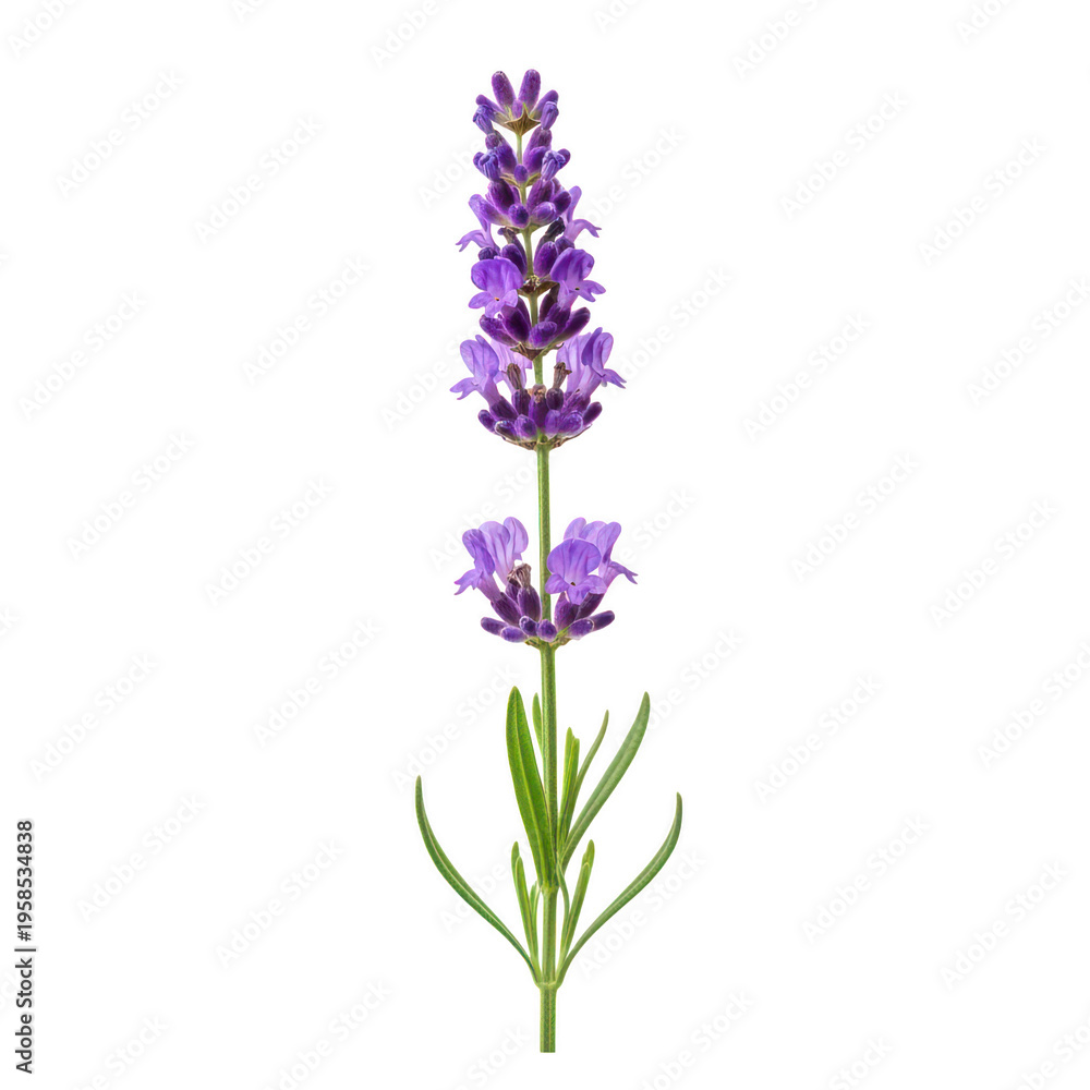 Obraz premium A close-up view of a purple lavender flower with green leaves isolated on transparent background