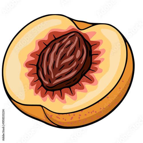 Vibrant Vector Illustration of a Juicy Peach Half with a Detailed Seed