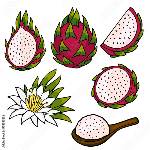 Vibrant vector illustration of dragon fruit, whole, sliced, and its flower, isolated on white