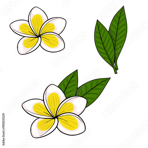Tropical Plumeria Flowers and Leaves vector illustration, isolated on white background