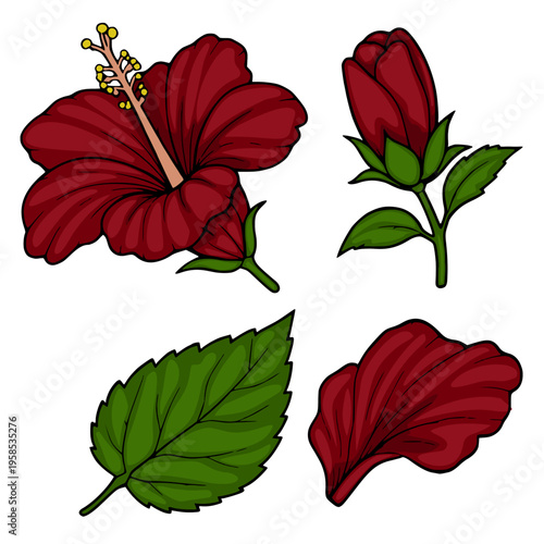 Vibrant red hibiscus flower vector illustration with leaves and bud, isolated on white