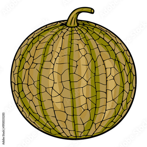 Ripe Cantaloupe Melon illustration vector, whole fruit with segmented skin texture and stem
