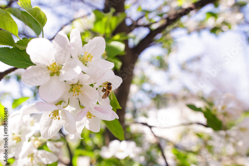 Honey bee pollinating white apple blossoms in spring garden. Concept of biodiversity and nature renewal.