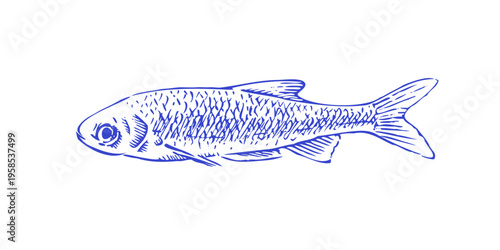Small Freshwater Fish Line Art Common Bleak Illustration isolated on white