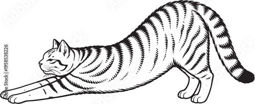 American Shorthair Cat Stretching Forward Black and White Line Art Illustration