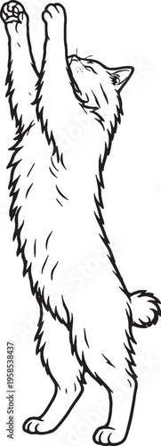American Bobtail Cat Reaching Up Front Paws Black and White Line Art
