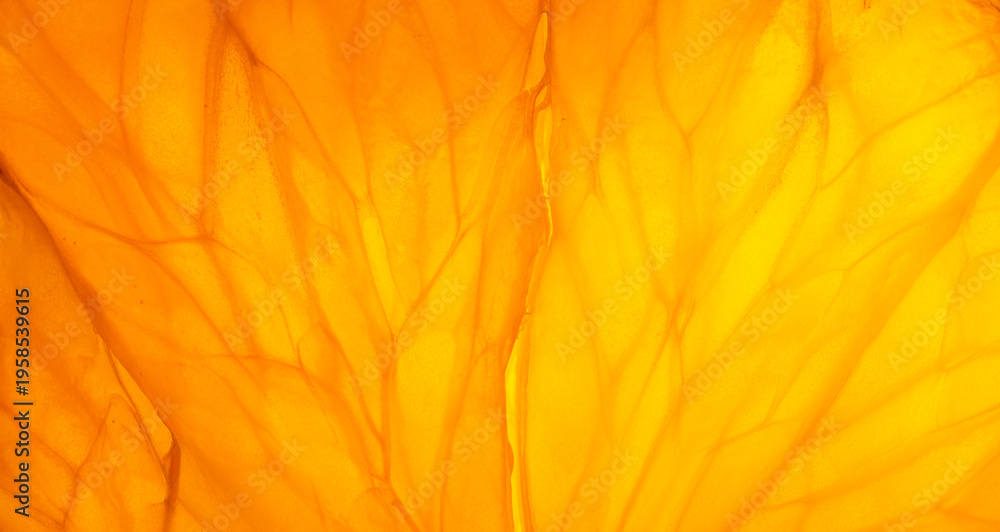 Fototapeta premium Macro view of backlit vibrant orange citrus fruit pulp texture,Extreme close-up macro photograph of a backlit slice of fresh orange. The light shines through the translucent citrus flesh, revealing.