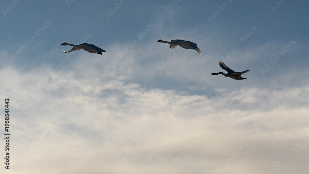 Naklejka premium Three swans flying in formation against a bright winter morning sky with golden sunlight