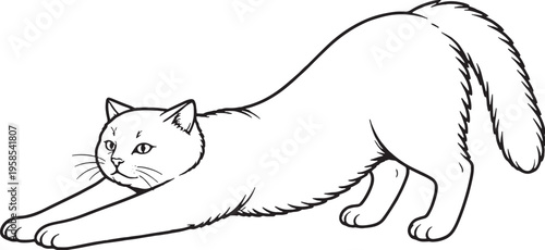 Scottish Straight Cat Stretching Forward Side View Black and White Line Art Illustration