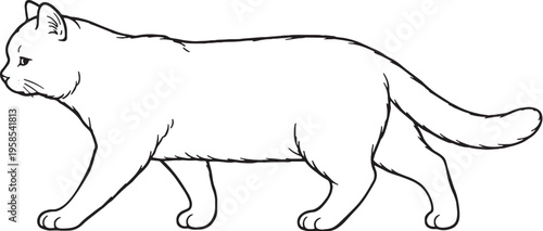Scottish Straight Cat Walking Side Profile Black and White Line Art Illustration