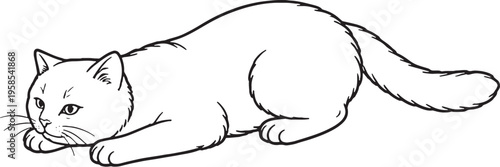 Scottish Straight Cat Low Pouncing Crouch Side View Black and White Line Art Illustration