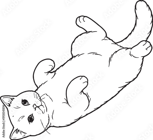 Scottish Straight Cat Lying Belly Up Playful Pose Black and White Line Art Illustration
