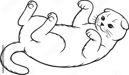 Scottish Fold Cat Lying Belly Up Playful Line Art Black and White Cat Behavior Illustration