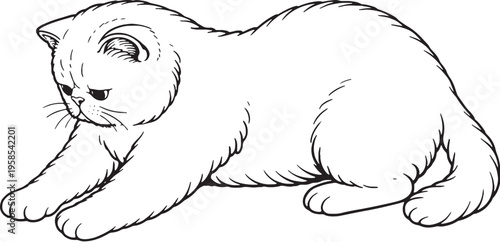 Exotic Shorthair Cat Kneading Paws Line Art Black White Pet Comfort Behavior Illustration