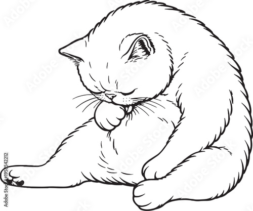 Exotic Shorthair Cat Grooming Belly Sitting Line Art Black White Pet Behavior Illustration