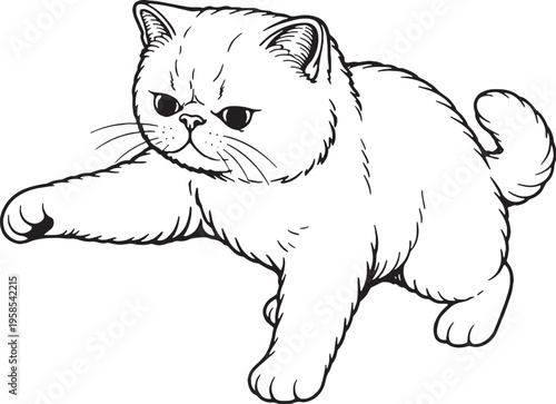 Exotic Shorthair Cat Batting Paw Swipe Line Art Black White Playful Cat Illustration