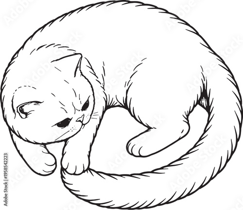 Exotic Shorthair Cat Chasing Tail Circle Pose Line Art Black White Cat Illustration