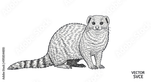 Striped Mongoose Illustration - Black and White Line Art