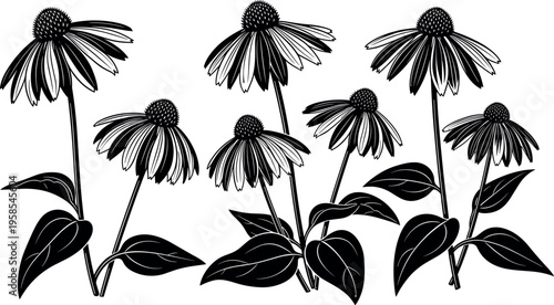 Black and white Echinacea coneflower botanical silhouette illustrations with leaves for herbal medicine garden branding and floral pattern background design