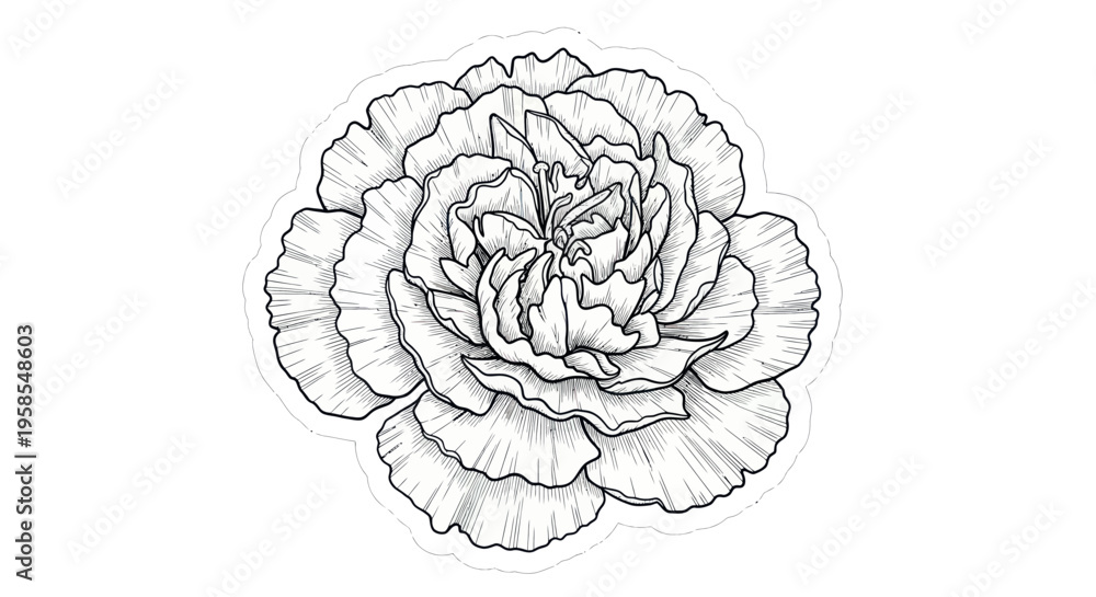 Obraz premium Hand Drawn Carnation Flower Outline, Delicate Botanical Illustration