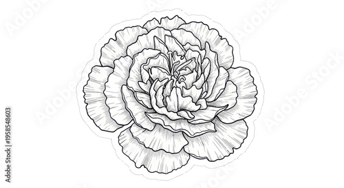 Hand Drawn Carnation Flower Outline, Delicate Botanical Illustration