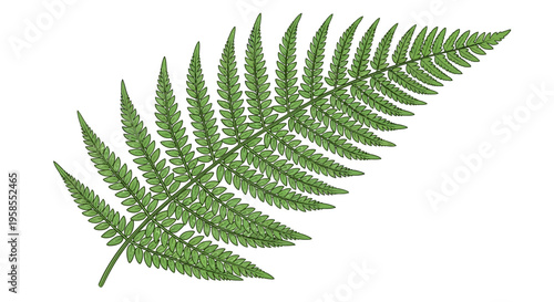 Green fern leaf isolated on white background
