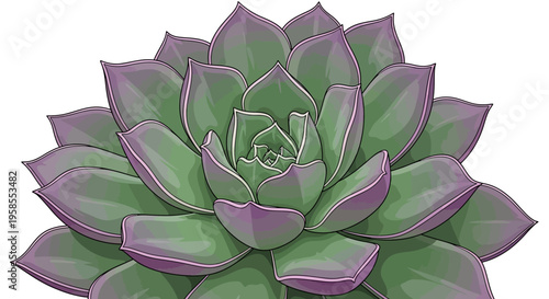 Succulent plant with green and purple leaves on white background