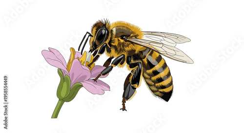 Bee collecting nectar from pink flower insect nature
