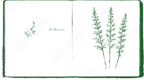 Botanical Sketch: A detailed, artistic pen and ink illustration of various botanical specimens in a sketchbook, perfect for botanical studies or scientific illustration. 