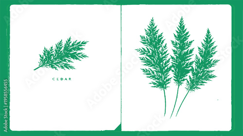 Greenery Sketch: A close-up sketch of botanical illustration, depicting the intricate patterns of a lush cedar plant, showcasing the harmony and beauty of the natural world.