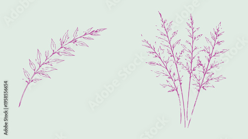 Delicate Botanical Illustration: A refined, artistic representation of two elegant, pink-toned botanical elements. A simple.