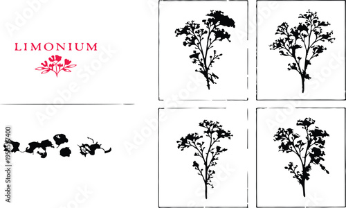 Limonium in Art: An artistic composition of Limonium, featuring various illustrations, representing the beauty and detail of this botanical subject.