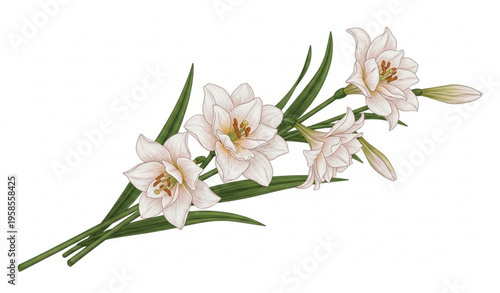 Chinese sacred lily narcissus flowers in bloom elegant botanical vector illustration isolated on white background