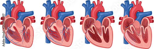 Human heart anatomy illustration set showing detailed cardiovascular structure, blood flow, chambers, and medical educational concepts in realistic flat vector style