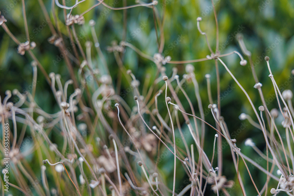 Obraz premium Dried Cottony Seed Heads of Anemone x Hybrida Whirlwind Japanese Anemone on Tall Stems in Bright January Winter Morning Sunlight