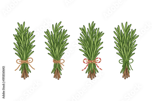 Four bunches of fresh rosemary tied with twine and ribbon on a white background