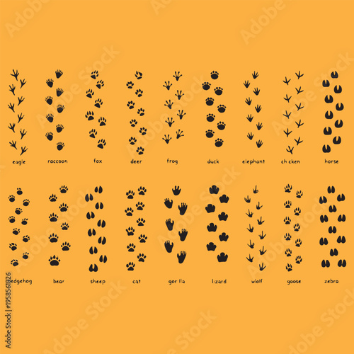 Animals footprints tracks Paw and hoof prints of tiger, wolf, moose, camel. Traces of human foot, bird, duck. Footprints, trails of lion, bear on ground. Flat isolated vector illustrations

