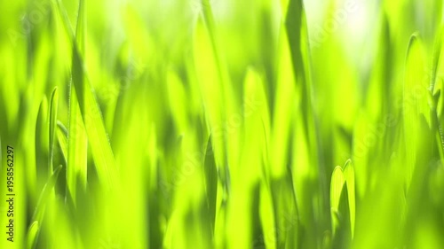 Vibrant green grass blades sway gently in soft sunlight. Focus shifts across blades, creating depth. Nature's fresh, lively texture fills the frame. Blurred background enhances foreground detail