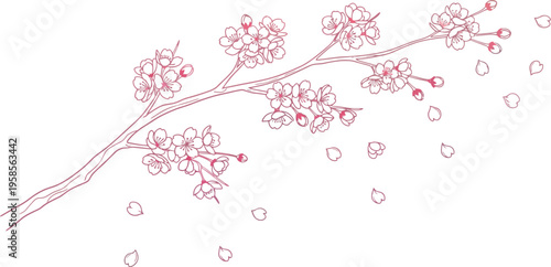 Delicate pink line art illustration of a cherry blossom branch with falling petals symbolizing spring beauty