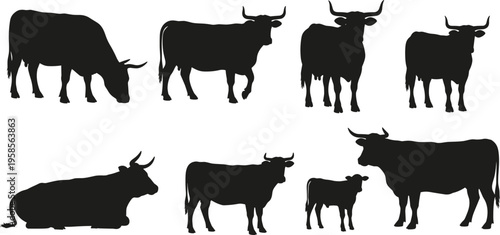 Cow silhouettes in various poses, standing grazing lying down, calf with mother, farm animals, agriculture illustration, livestock posture diversity, rural farming concept, black silhouettes