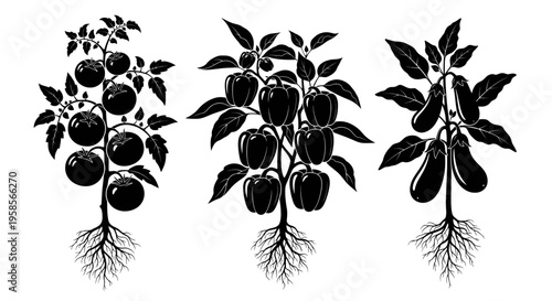 Black and white illustration of tomato, pepper, and eggplant plants with roots and leaves on a white background plant vegetable garden tomato pepper root leaf