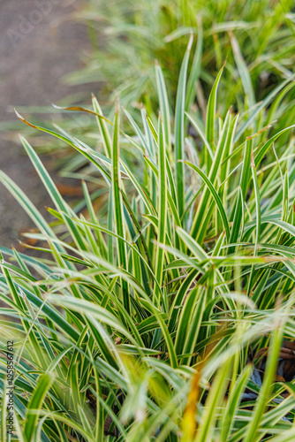 Variegated Japanese Sedge Carex Morrowii Ice Dance Foliage in Bright Morning Sunlight on a Sunny Winter Day in January Garden