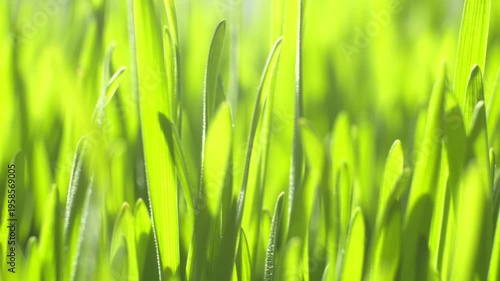 Sunlight dances through fresh, vibrant green blades. Each leaf glistens with morning dew or sunlit moisture. Close-up reveals soft texture and natural motion