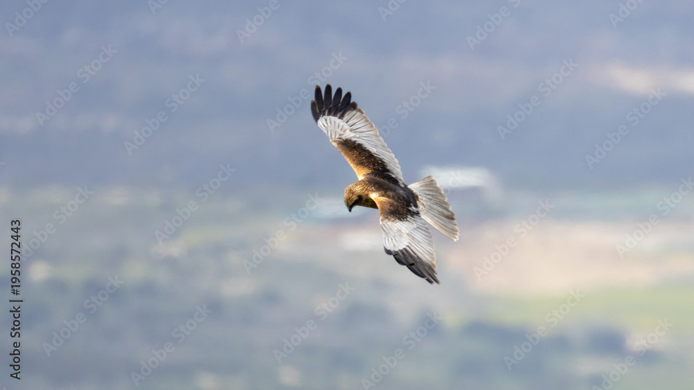 Obraz premium Male Western Marsh Harrier (Circus aeruginosus) flying low during spring migration, Akrotiri Peninsula, Cyprus