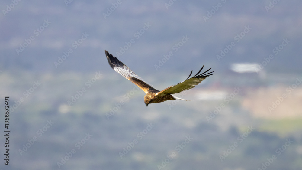 Obraz premium Male Western Marsh Harrier (Circus aeruginosus) flying low during spring migration, Akrotiri Peninsula, Cyprus