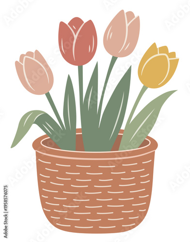 Tulips in Ceramic Pot Illustration. Spring flowers basket illustration