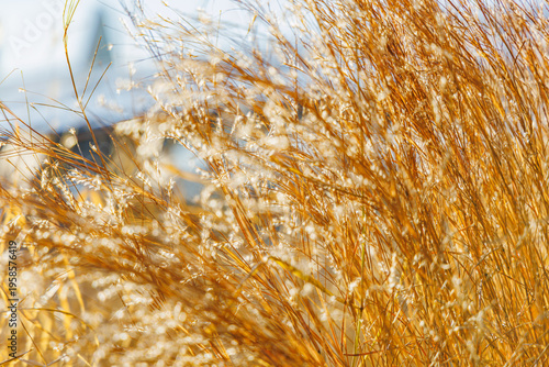 Copper Foliage and Silvery Seed Heads of Schizachyrium Scoparium Little Bluestem Grass in Bright Morning Sunlight on a Sunny Winter Day in a January Garden