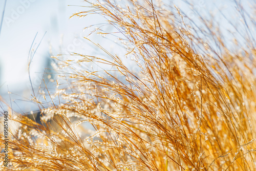 Copper Foliage and Silvery Seed Heads of Schizachyrium Scoparium Little Bluestem Grass in Bright Morning Sunlight on a Sunny Winter Day in a January Garden